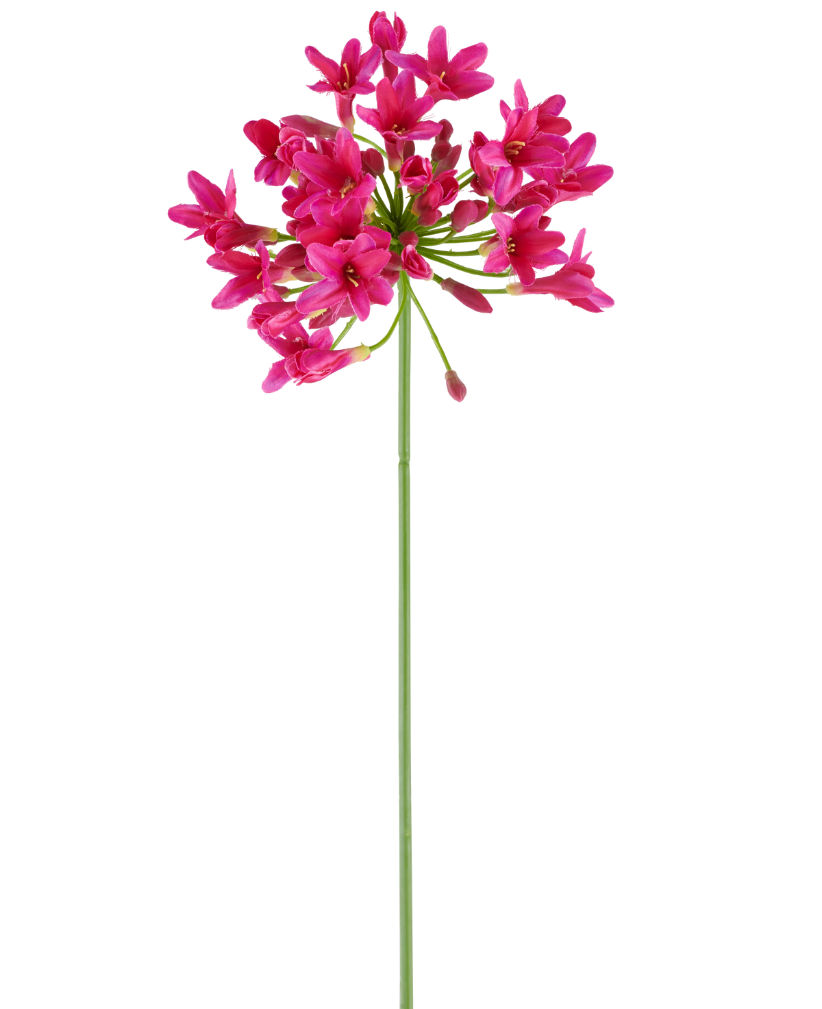 Une seule et longue tige verte de la fleur artificielle Agapanthus 75 fuchsia porte une grappe de fleurs rose vif au sommet, se détachant sur un fond blanc uni.