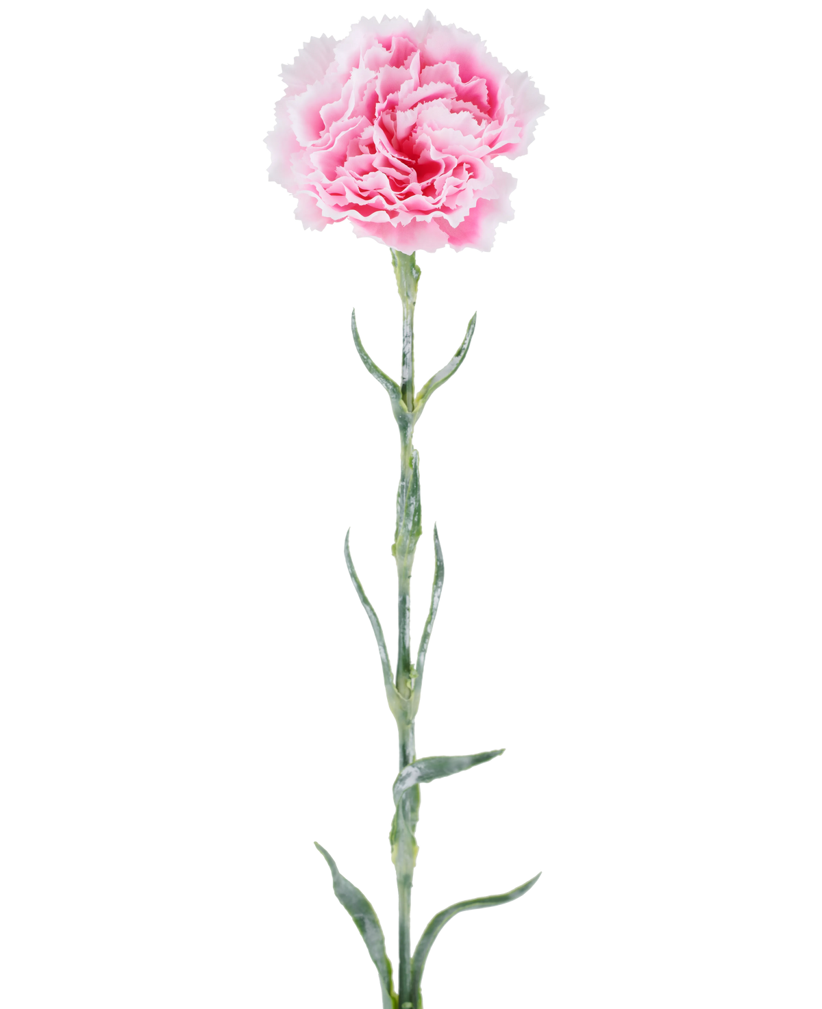 Fleur artificielle : oeillet de 68 cm, rose, aux pétales roses ébouriffés sur une longue tige verte, isolé sur fond blanc.