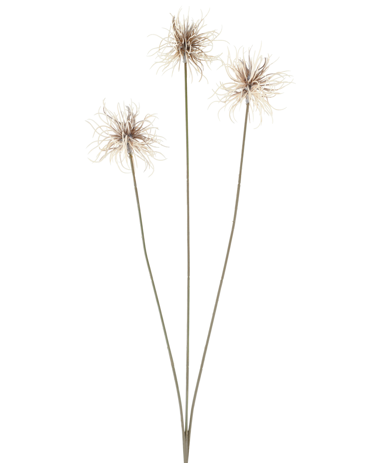 Trois fleurs artificielles du genre Xanthium de couleur crème et marron, chacune avec de fines et longues tiges de 64 cm, disposées en éventail sur un fond blanc uni.
