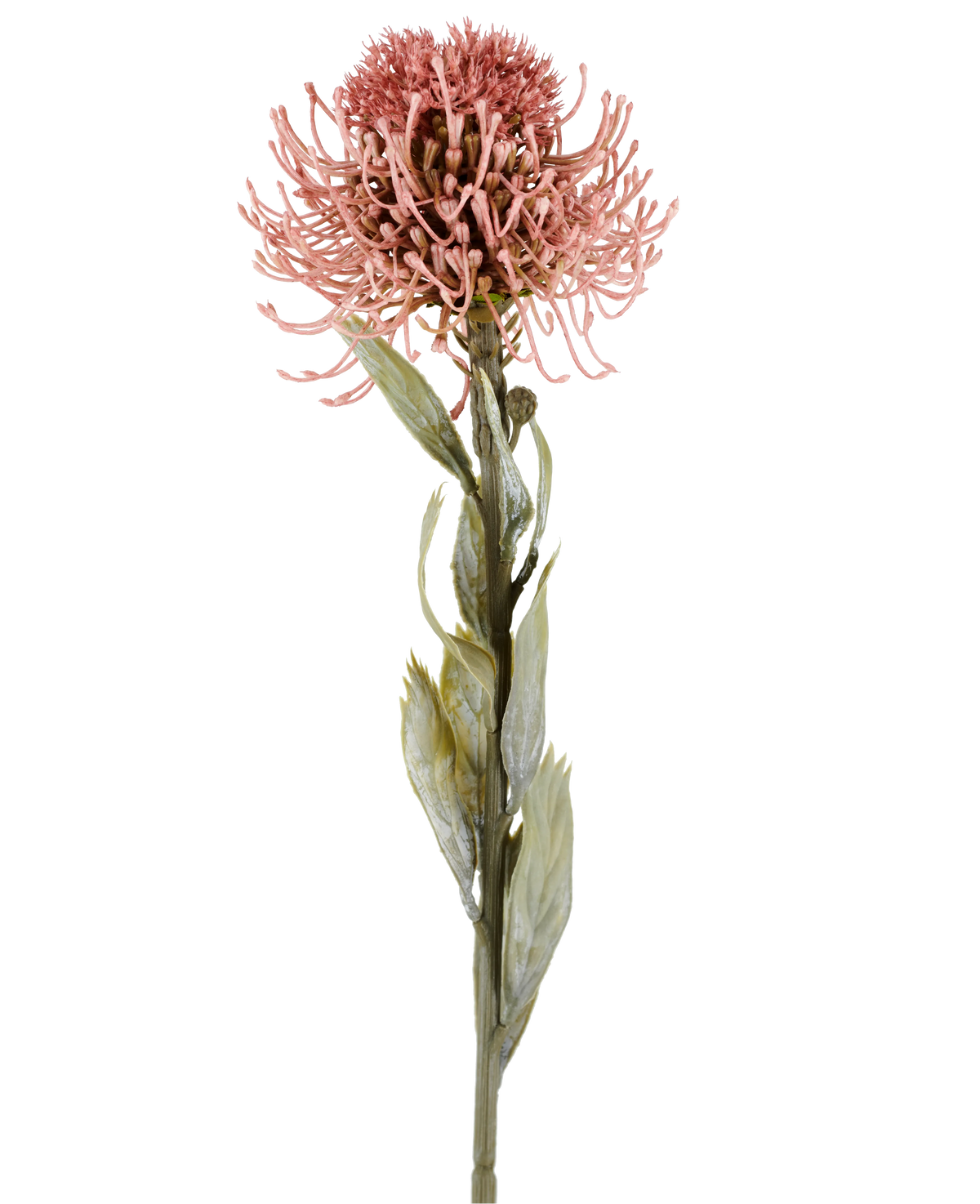 Fleur artificielle Protea 60 cm vieux rose avec des pétales roses pointus et des feuilles vertes sur une longue tige, présentée sur un fond blanc uni.