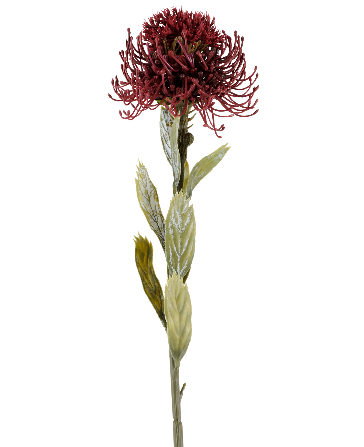 Une seule fleur artificielle Protea de 60 cm de couleur bordeaux a une fleur épineuse rouge foncé avec des feuilles vertes, photographiée sur un fond blanc.