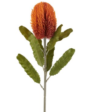 Une seule fleur artificielle Banksia de 65 cm en vieil orange présente une grande fleur orange ancienne et épineuse au sommet d'une tige robuste, avec plusieurs feuilles vertes allongées et dentelées disposées symétriquement le long de la tige, le tout sur un fond blanc.