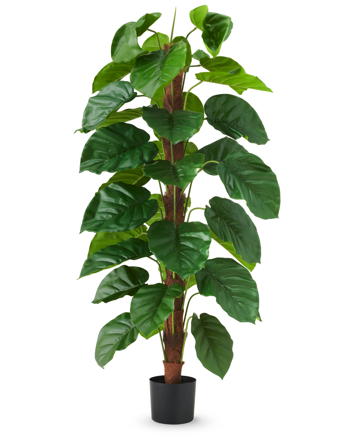 La Plante Artificielle Epipremnum aureum 150 cm est une grande plante artificielle aux grandes feuilles vertes brillantes, présentée dans un pot noir sur un fond uni blanc.
