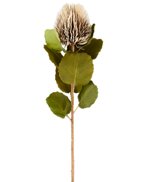 Une seule fleur artificielle de Banksia, de 59 cm de haut, de couleur crème et marron, avec des feuilles vertes rondes et un capitule brun clair, épineux, en forme de cône sur un fond blanc uni.