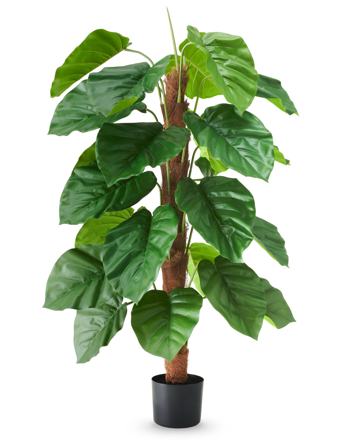 Une plante artificielle Epipremnum aureum, de 120 cm de haut, avec de grandes feuilles vertes brillantes dans un pot noir, représentée sur un fond blanc uni.