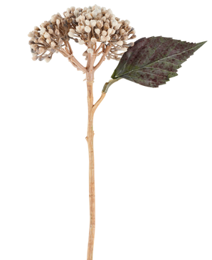 Une fleur artificielle : hortensia séché de 38 cm de couleur crème/marron, avec des grappes de boutons beiges et une feuille dentée vert foncé sur fond blanc.