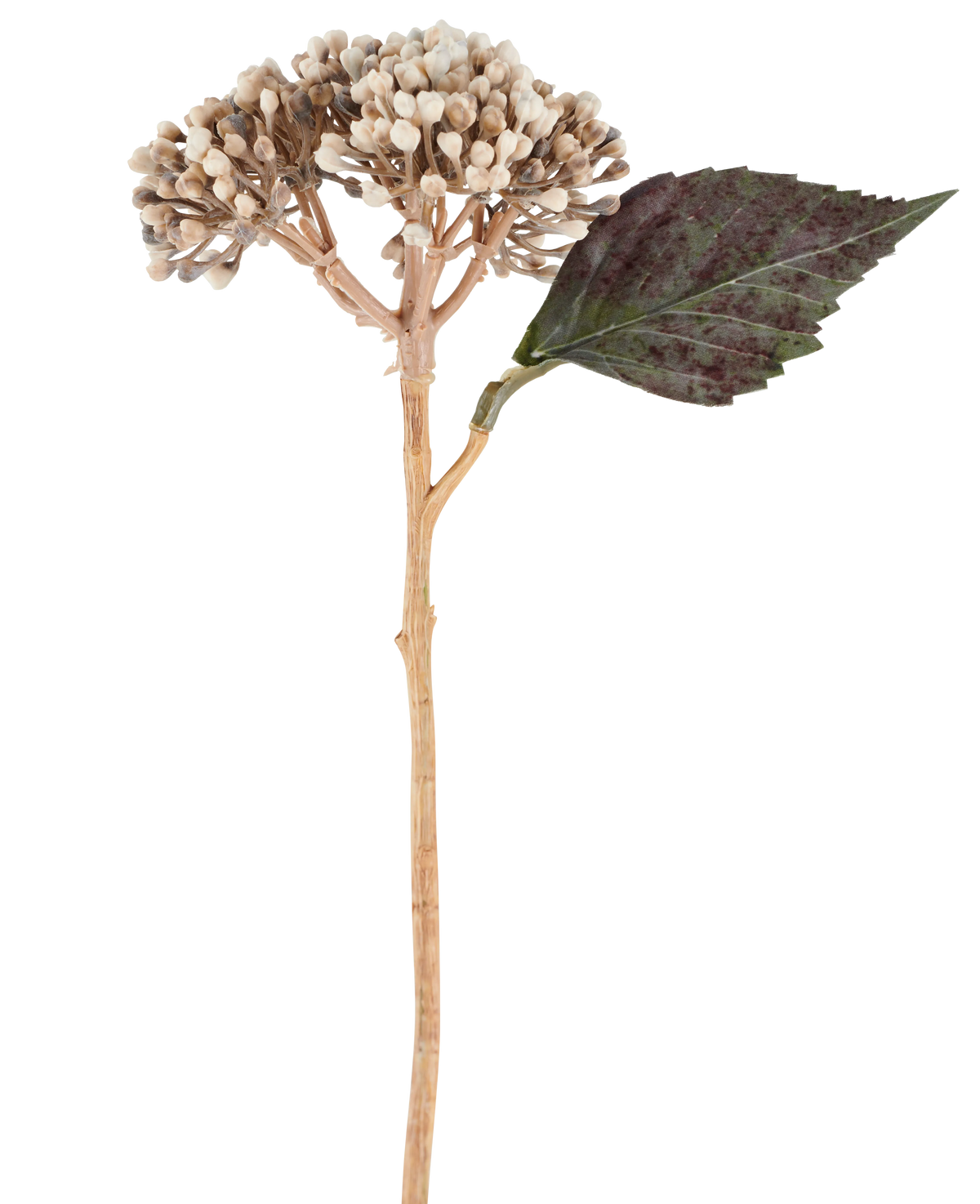 Une fleur artificielle : hortensia séché de 38 cm de couleur crème/marron, avec des grappes de boutons beiges et une feuille dentée vert foncé sur fond blanc.