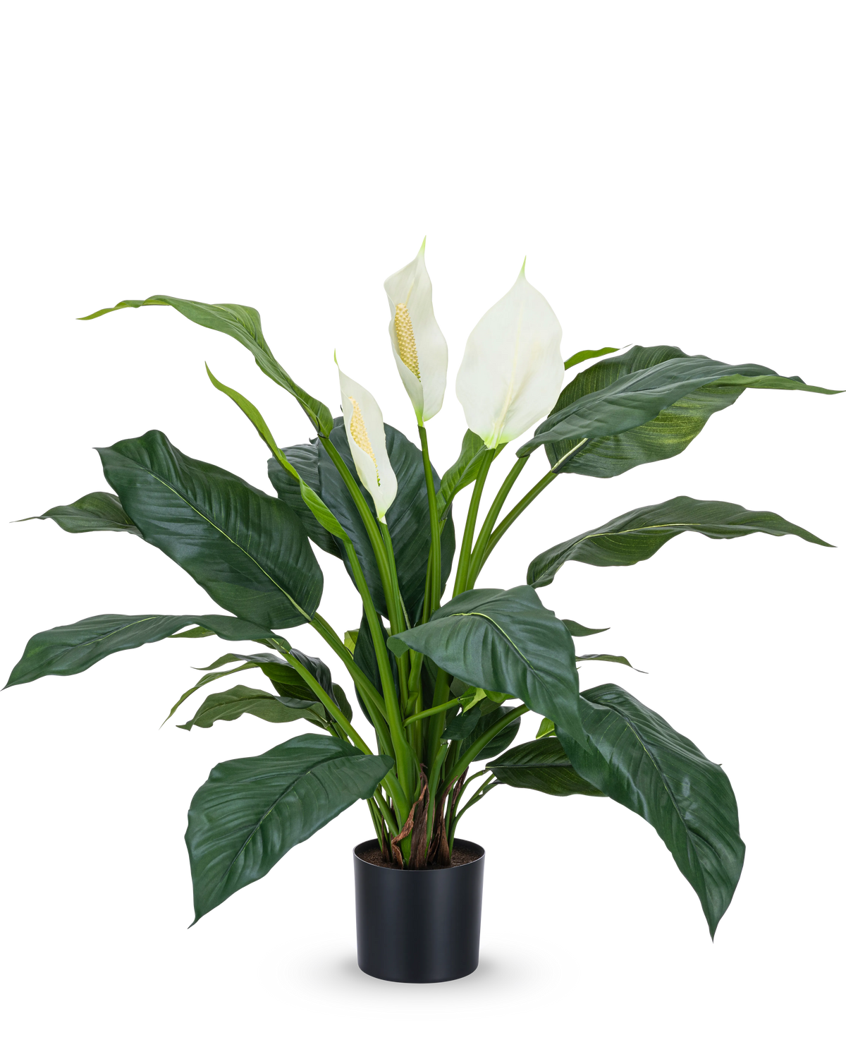 La plante artificielle Spathiphyllum blanc 85 cm est une plante en pot réaliste avec de grandes feuilles vert foncé et trois fleurs blanches sur un fond blanc uni - une plante d'intérieur élégante pour tout intérieur.