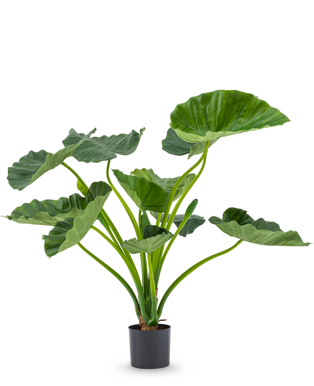 La plante artificielle Alocasia Calioora 80 cm possède de grandes feuilles vertes et des tiges robustes. Cette plante artificielle réaliste est parfaite comme ajout élégant à n’importe quel intérieur et est magnifique sur un fond blanc.