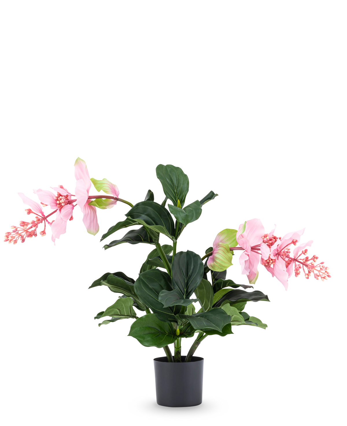 La plante artificielle Medinilla 60 cm a de grandes feuilles vert foncé et deux tiges hautes avec des grappes de fleurs roses qui ressemblent à de l'hibiscus et se dressent sur un fond blanc uni.