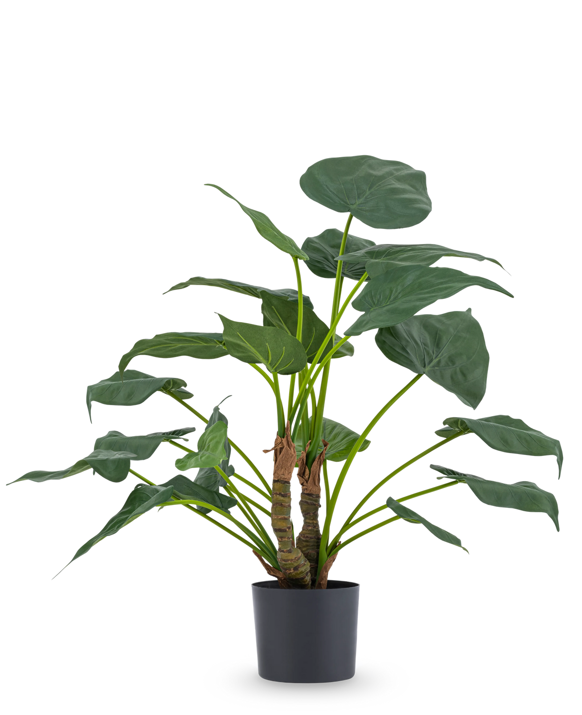 La plante artificielle Alocasia Cucullata UV 53 cm possède de grandes feuilles en forme de cœur et des tiges épaisses, présentées dans un simple pot noir sur un fond blanc uni.
