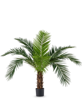 Le palmier artificiel Phoenix Canarie de 160 cm avec de longues feuilles vertes et un aspect tropical se présente dans un pot sur un fond blanc. Ce palmier artificiel apporte immédiatement une atmosphère tropicale à n'importe quelle pièce.