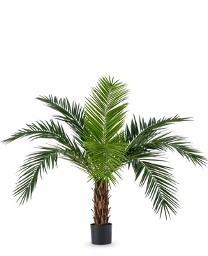 Le palmier artificiel Phoenix Canarie de 160 cm avec de longues feuilles vertes et un aspect tropical se présente dans un pot sur un fond blanc. Ce palmier artificiel apporte immédiatement une atmosphère tropicale à n'importe quelle pièce.