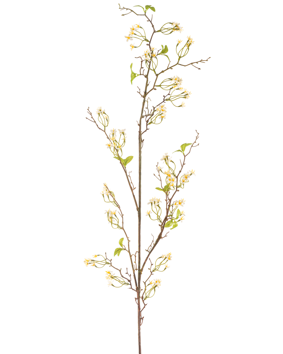 La Fleur Artificielle Verveine 157 cm crème possède une longue tige fine et brune avec de petits bouquets de délicates fleurs de couleur crème et quelques feuilles vertes, sur un fond uni blanc.