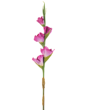 Une seule tige de glaïeul artificiel de 83 cm fuchsia a quatre fleurs rose vif sur une tige verte, sur un fond blanc uni.