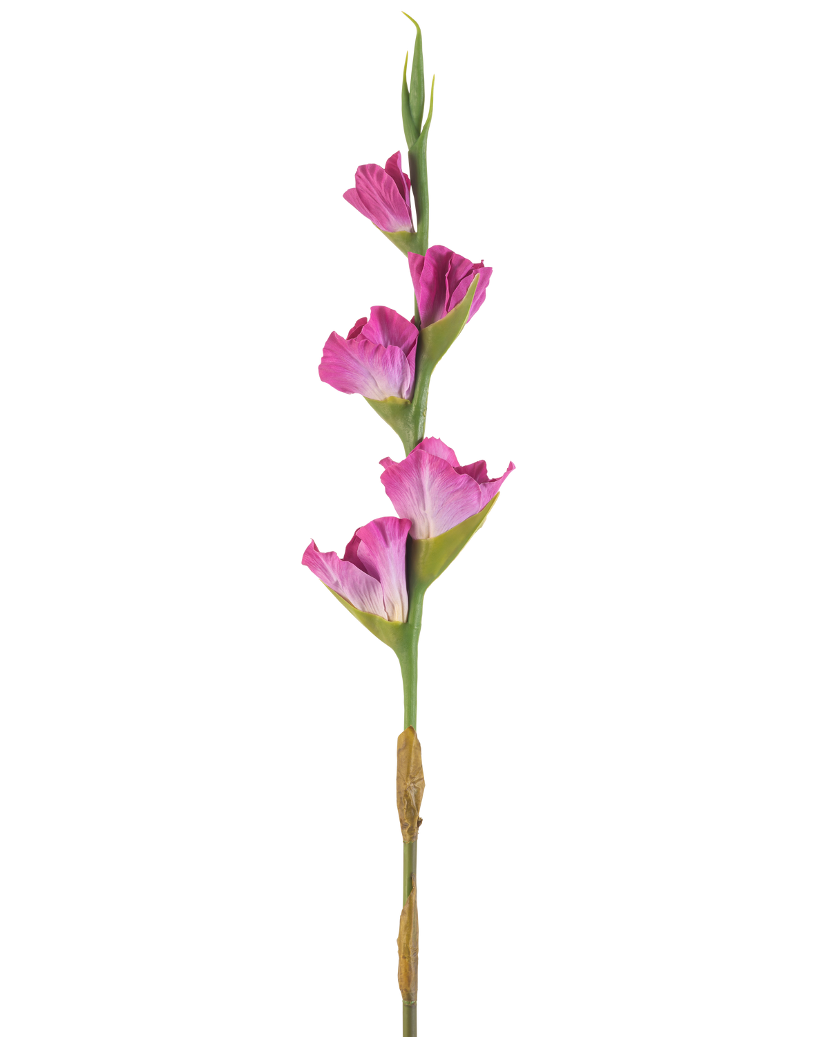 Une seule tige de glaïeul artificiel de 83 cm fuchsia a quatre fleurs rose vif sur une tige verte, sur un fond blanc uni.