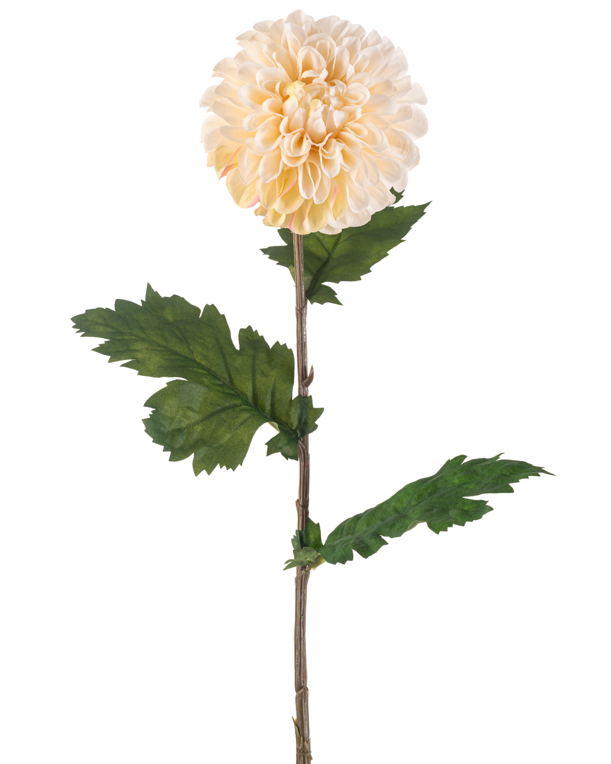 La Fleur Artificielle Dahlia 75 cm crème a une seule tige avec une grande fleur de dahlia ronde crème et plusieurs feuilles vertes dentelées sur fond blanc.