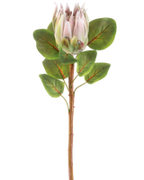 La Fleur Artificielle Protea 65 cm rose clair possède une seule fleur de protéa rose clair avec plusieurs feuilles vertes sur un fond blanc uni.