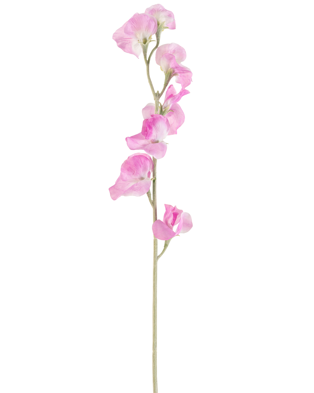 Une seule fleur artificielle de pois rose de 64 cm a des pétales roses délicats et une tige vert clair, sur un fond blanc uni.