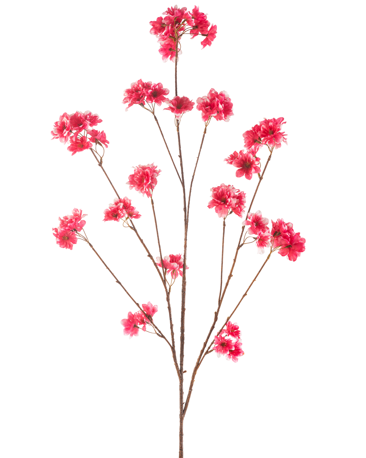 La fleur de cerisier artificielle 130 cm fuchsia a une tige unique avec plusieurs fines branches brunes, chacune décorée de grappes de fleurs de Noël artificielles fuchsia vibrantes, sur un fond blanc uni.