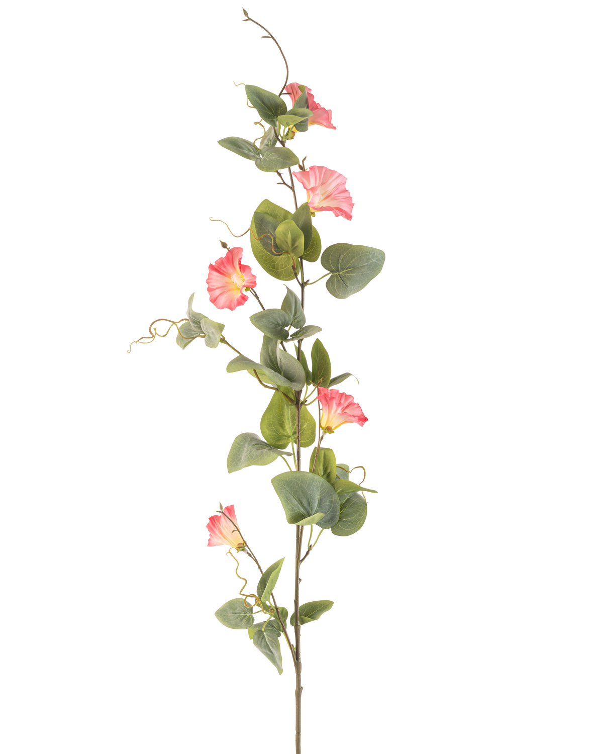 La fleur artificielle de liseron rose de 122 cm a une seule tige haute avec des feuilles vertes, de multiples fleurs roses en forme de trompette et des vrilles bouclées sur un fond blanc.
