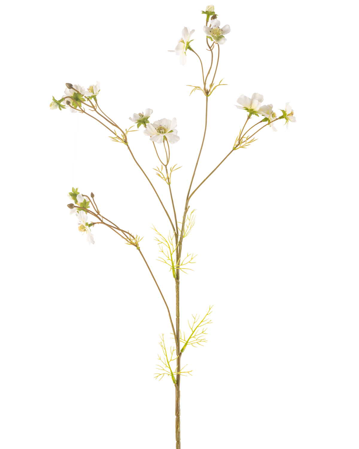 La Fleur Artificielle Cosmos 95 cm crème est une plante artificielle haute et délicate avec de fines tiges, de petites feuilles vertes et des bouquets de petites fleurs blanches au cœur jaune, représentées sur un fond blanc uni.