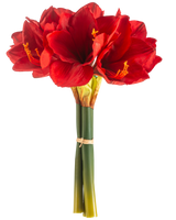La Fleur Artificielle Amaryllis Real Touch rouge 36 cm présente des fleurs d'amaryllis rouge vif avec des tiges vertes, liées entre elles par un élastique, sur un fond blanc uni.