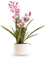 Le Cymbidium artificiel Real Touch 60 cm rose possède de longues feuilles vertes et de multiples orchidées roses et blanches sur de longues tiges, disposées dans un simple pot texturé blanc cassé sur un fond uni.