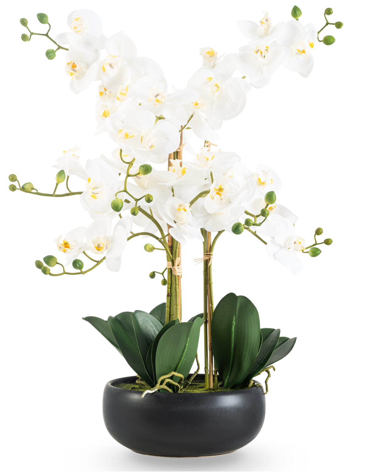 L'Orchidée artificielle Real Touch 50 cm blanche en pot noir est un présentoir élégant avec des fleurs d'orchidées blanches au cœur jaune, des bourgeons verts et de larges feuilles vert foncé dans un pot en céramique noire.