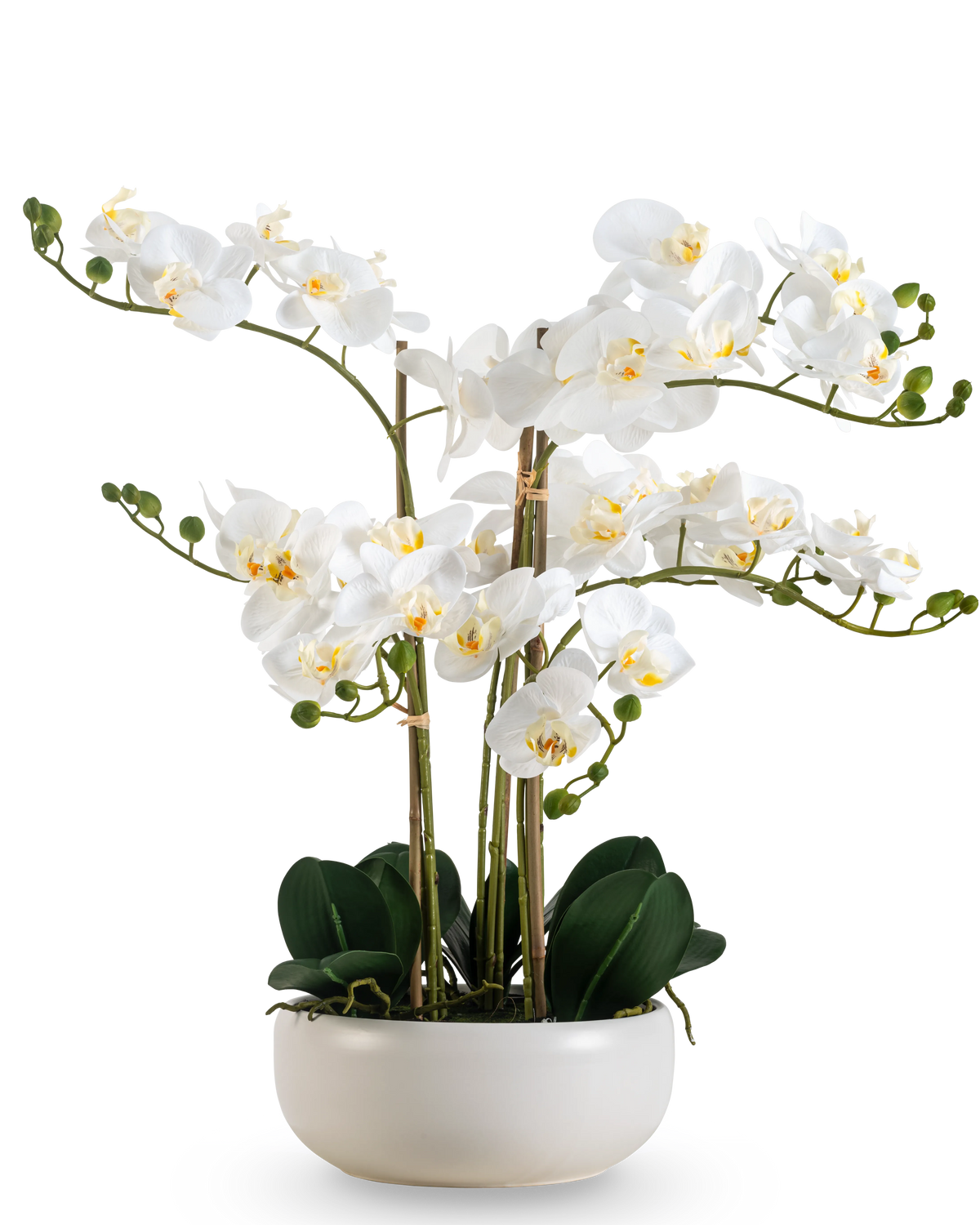 Une orchidée artificielle Real Touch de 50 cm de couleur blanche, avec de multiples fleurs et boutons, élégamment présentée dans un pot blanc assorti.