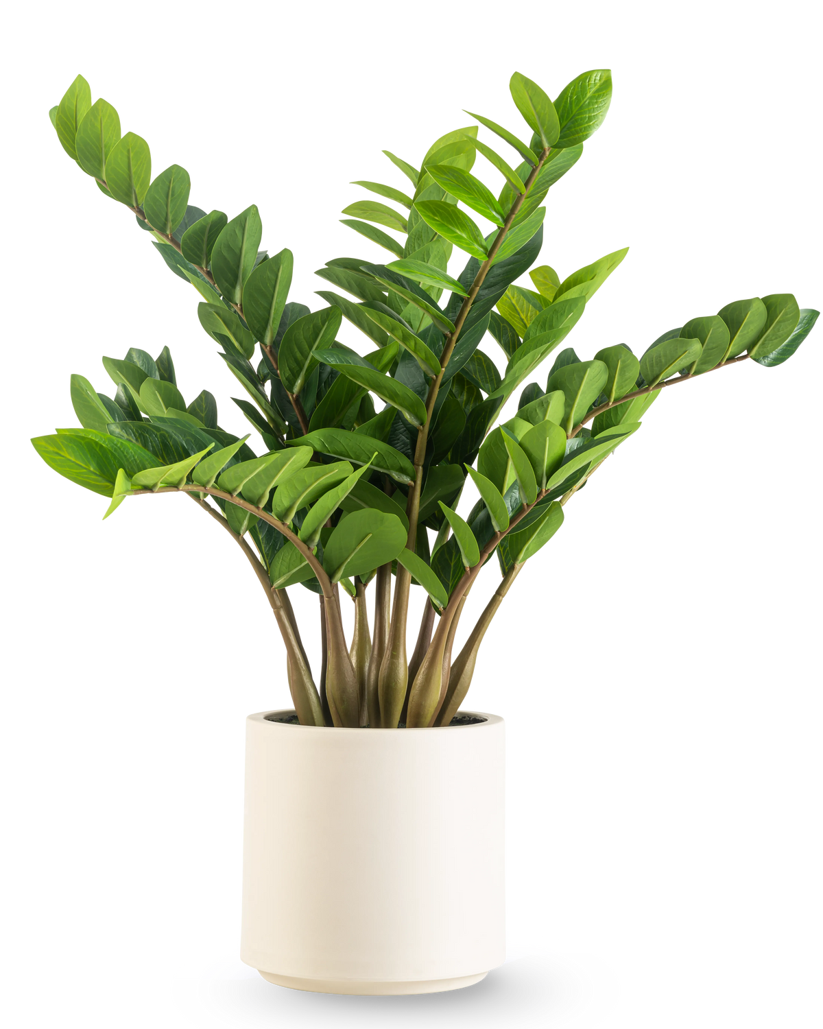 La plante artificielle Zamioculcas prête à l'emploi en pot beige de 80 cm présente des feuilles épaisses et vertes brillantes qui poussent verticalement, présentées dans un pot beige élégant sur un fond blanc uni.