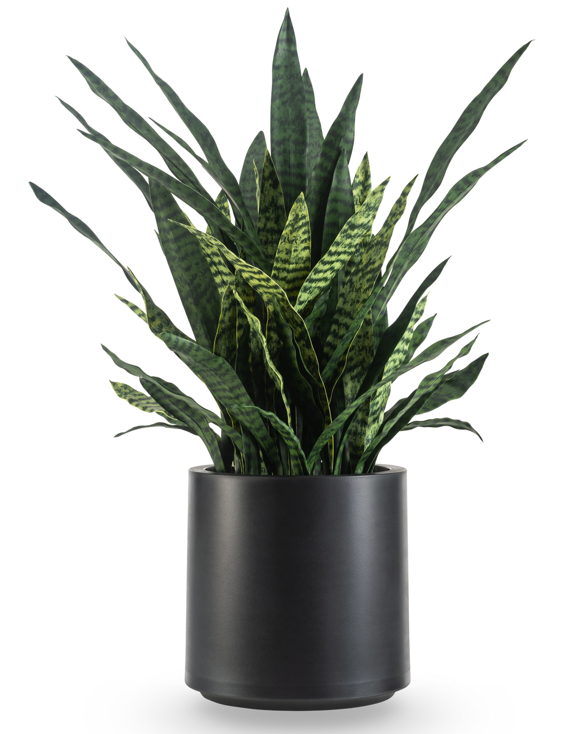 De Kunst Sansevieria Zeylanica 43 cm is een hoge kunst slangenplant met rechtopstaande groene bladeren en donkere strepen, kant-en-klaar gepresenteerd in een strakke zwarte pot.