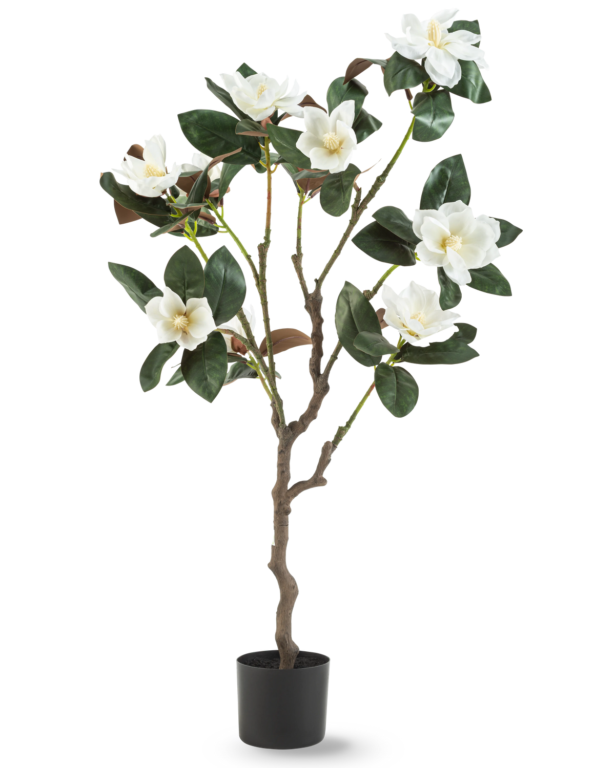 La plante artificielle Yulania 120 cm avec fleur est un magnolia artificiel en pot avec de multiples branches, de grandes feuilles vertes brillantes et plusieurs fleurs blanches sur un fond uni blanc.