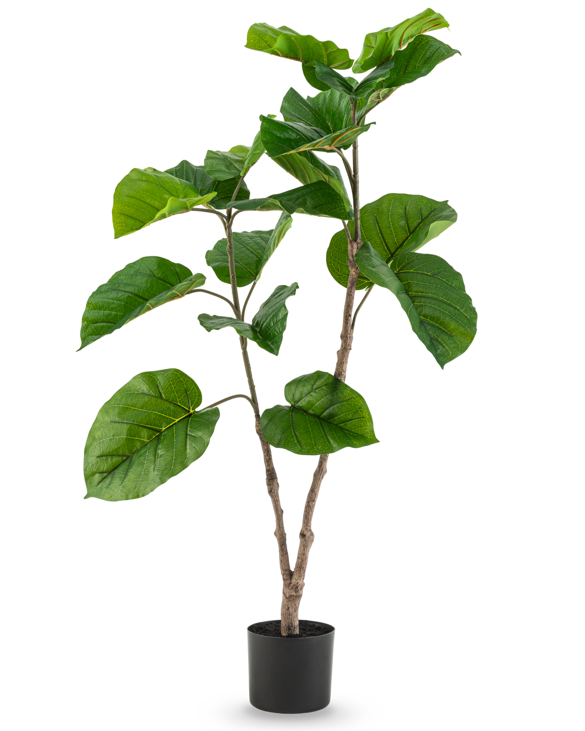 La plante artificielle Ficus Rumphii 120 cm est une plante artificielle haute avec de larges feuilles vertes brillantes et de multiples branches, dans un simple pot noir sur un fond blanc uni.