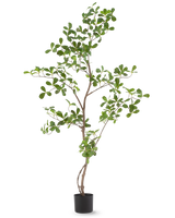 La plante artificielle Terminalia Catappa 120 cm est une plante en pot haute et élancée avec de fines branches et de nombreuses petites feuilles vertes rondes, représentées sur un fond blanc uni.