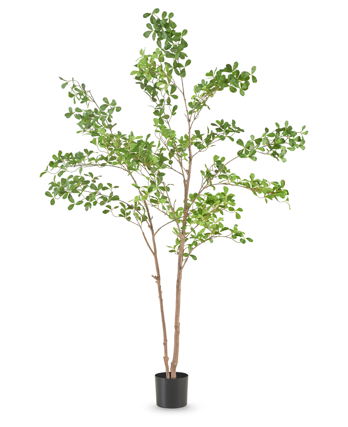 La Plante Artificielle Terminalia Catappa 150 cm est un grand arbre artificiel avec de fines branches brunes et des feuilles vertes dans un simple pot noir, sur un fond blanc uni.