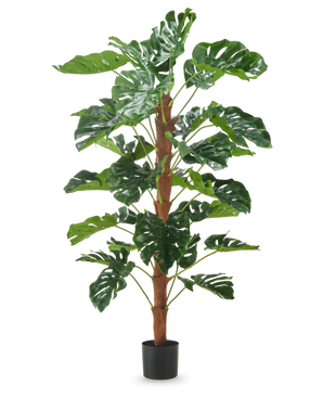 La Plante Artificielle Monstera 150 cm est une grande plante artificielle aux grandes feuilles vertes fendues, présentée dans un petit pot noir sur fond blanc uni.