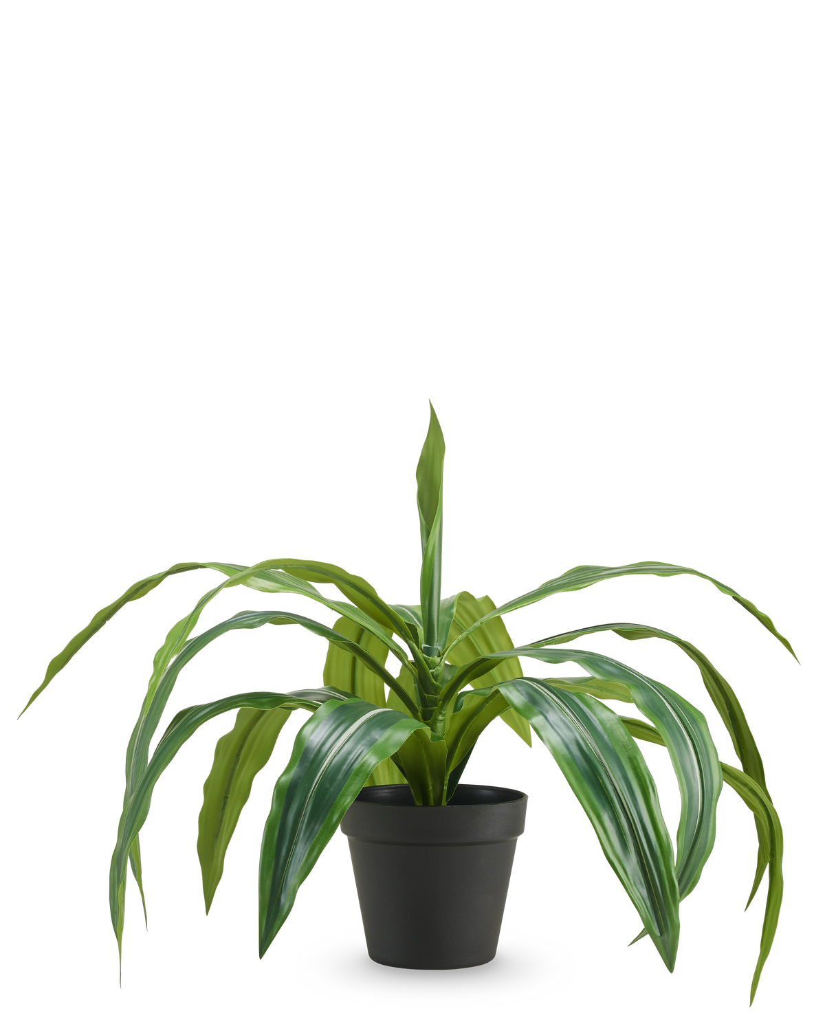 Le Dracaena artificiel en pot UV 50 cm possède de longues feuilles vertes pendantes et est livré dans un pot noir, sur un fond uni blanc.