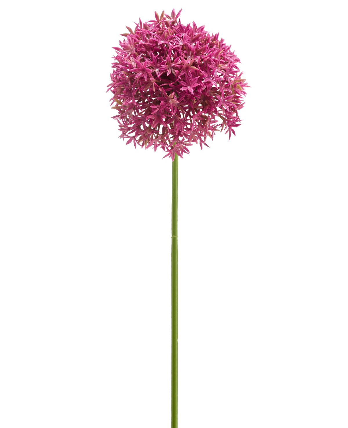 La Fleur Artificielle Mini Allium 60 cm mauve possède une longue tige verte surmontée d'une grande grappe sphérique de petites fleurs mauves en forme d'étoile, représentées sur un fond blanc.