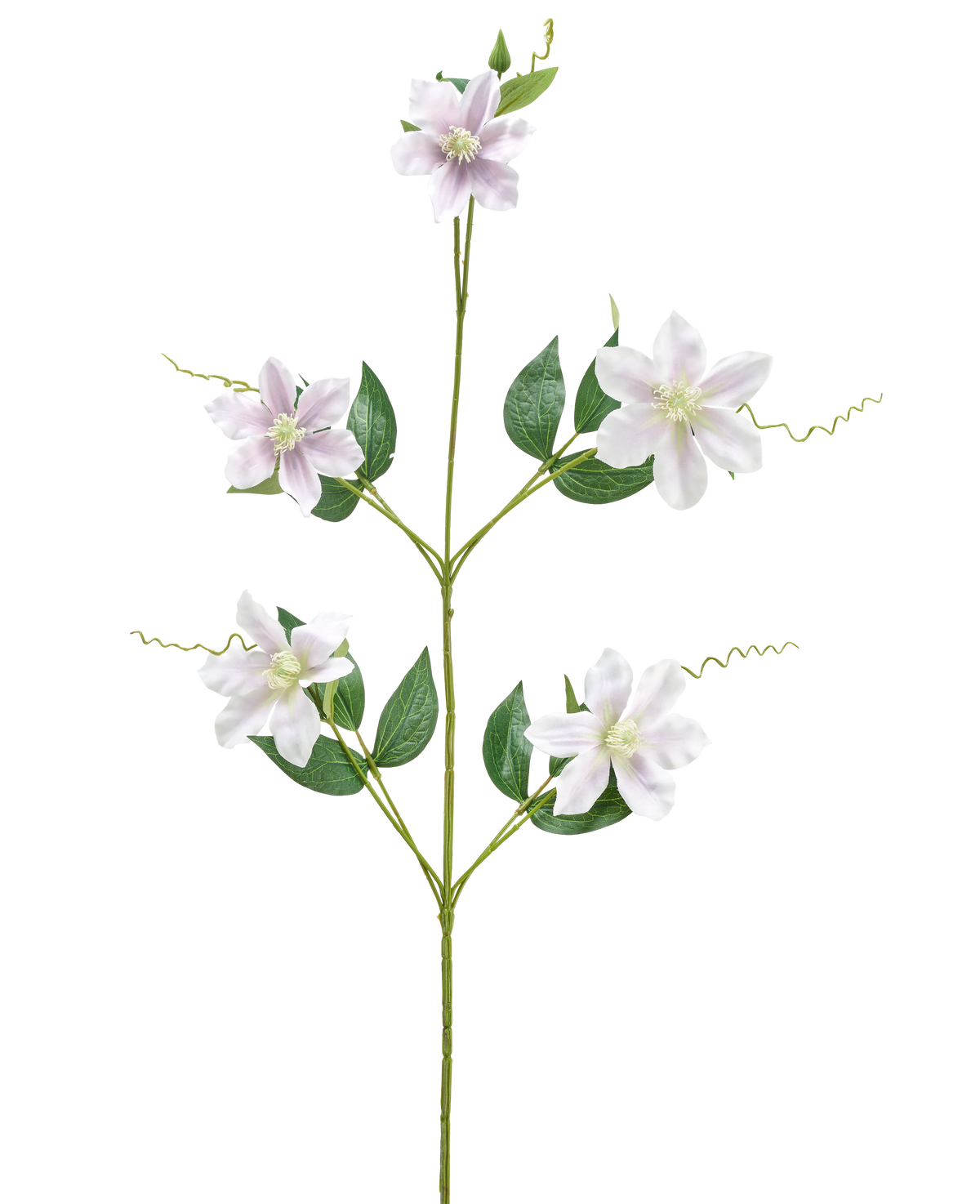 La fleur artificielle Celematis 78 cm blanche a une seule tige verte avec cinq fleurs blanches en forme d'étoile, de multiples feuilles vertes disposées symétriquement et des vrilles enroulées. Le fond est blanc uni.
