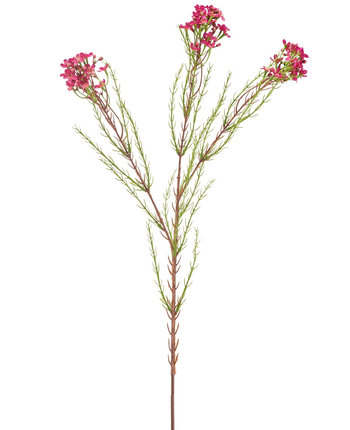 La Fleur Artificielle Wax 78 cm vieux rose a une seule tige verte avec de fines feuilles en forme d'aiguilles et des bouquets de petites fleurs vieux rose aux extrémités, isolées sur un fond blanc.