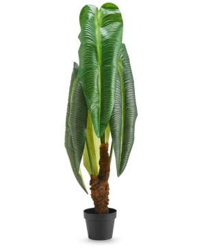 Une grande plante artificielle Anthurium de 120 cm avec de grandes feuilles vertes brillantes et une tige brune avec une structure, présentée dans un petit pot noir sur fond blanc.