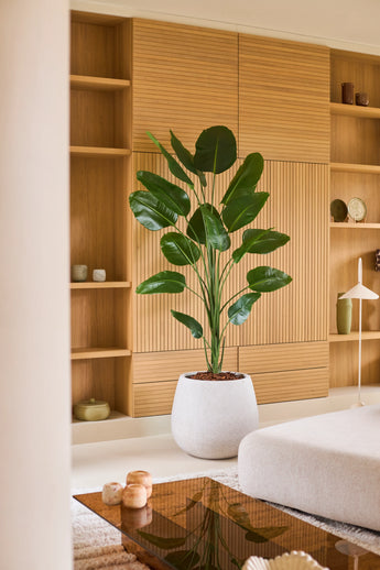 Une plante Strelitzia artificielle de 210 cm avec finition Real Touch trône en bonne place dans un salon moderne avec des planches de bois clair, une décoration minimaliste et des meubles neutres. Cette plante facile d'entretien a une finition Real Touch pour une apparence réaliste et améliore l'atmosphère élégante et paisible de la pièce.