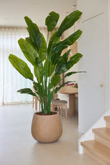 Une plante artificielle Strelitzia Nicolai Deluxe de 235 cm, avec de longues feuilles vertes réalistes, se dresse dans un pot rond brun-beige sur un sol clair près des escaliers et de la salle à manger, où des chaises en bois sont placées autour d'une table. La lumière du soleil traverse les rideaux blancs translucides en arrière-plan, ce qui rehausse encore l'aspect tropical élégant de cette luxueuse plante artificielle.