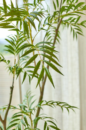 La plante artificielle Mahonia de 180 cm, avec ses longues feuilles vertes fines et pointues, se dresse devant une fenêtre doucement éclairée encadrée de rideaux blancs translucides.