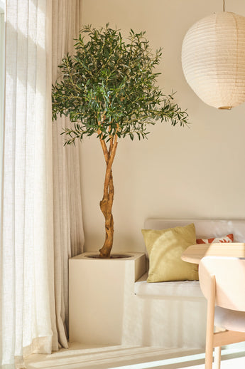 Un olivier artificiel de 190 cm aux branches fines se trouve à côté d'un canapé rembourré blanc décoré de coussins pastel, près de rideaux transparents et d'une lanterne ronde en papier dans une pièce lumineuse et moderne - une plante nécessitant peu d'entretien qui fournit une verdure durable sans nécessiter beaucoup d'entretien.