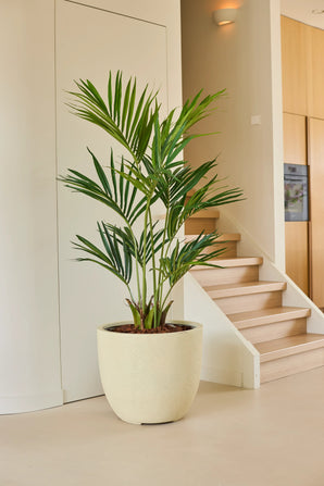 Le palmier Kentia artificiel de 150 cm est placé dans un pot spacieux sur un sol clair près d'un escalier dans une pièce moderne et minimaliste aux murs neutres et aux accents en bois.