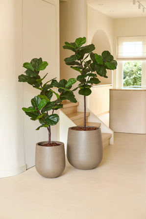 Deux plants de tabac Ficus artificiels Deluxe de 125 cm dans de grands pots beiges sont placés à l'intérieur près des escaliers et confèrent à la pièce une atmosphère chaleureuse de plante d'intérieur. La lumière naturelle remplit l’espace, mettant en valeur les larges feuilles vertes brillantes des plantes et complétant l’intérieur minimaliste et moderne avec une atmosphère africaine.