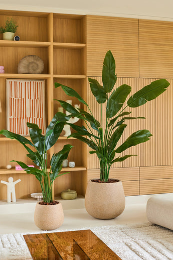 Deux plantes vertes en pot aux longues feuilles brillantes – dont une plante artificielle Strelitzia Nicolai Deluxe mesurant 210 cm – sont placées dans des jardinières beiges dans un salon moderne avec des étagères et des placards en bois en arrière-plan, créant l'aspect luxuriant d'une plante tropicale artificielle.