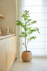 Une plante artificielle de type Terminalia Catappa de 150 cm aux feuilles vert vif se dresse sur le sol à côté d'un plan de travail en bois clair et d'une grande fenêtre avec des rideaux blancs translucides.